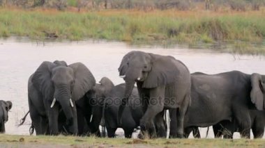 Afrika fili Afrika safari yaban hayatı ve wilderness
