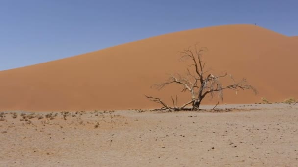 Panorama da Duna 45 em sossusvlei Namíbia, África deserto — Vídeo de Stock