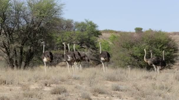 Struts, Kgalagadi, Sydafrika, safari wildlife — Stockvideo