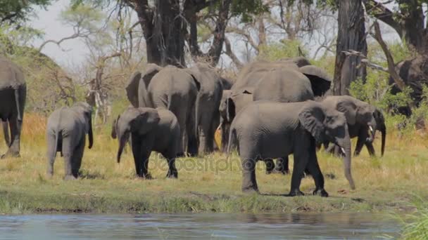 Африканское сафари на слонах — стоковое видео