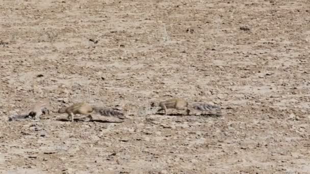 남아 프리 카 공화국 지상 부시 다람쥐, 나미비아, 아프리카 야생 동물 — 비디오