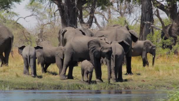 Elefante africano África safari vida silvestre y desierto — Vídeo de stock