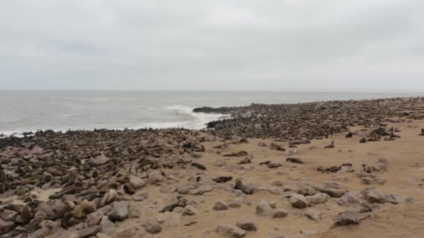 Huge colony of Brown fur seal - sea lions, Namibia, Africa wildlife — Stock Video