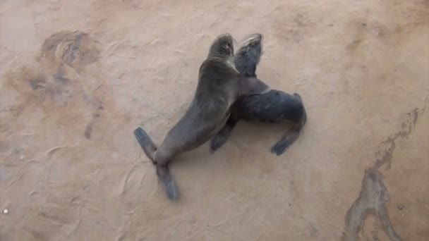 dětské lachtan jihoafrický - sea lions, Namibie, Afrika wildlife