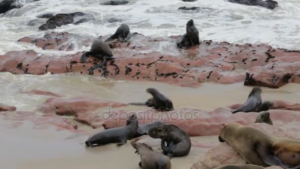 Obrovské kolonie lachtan jihoafrický - sea lions, Namibie, Afrika wildlife — Stock video