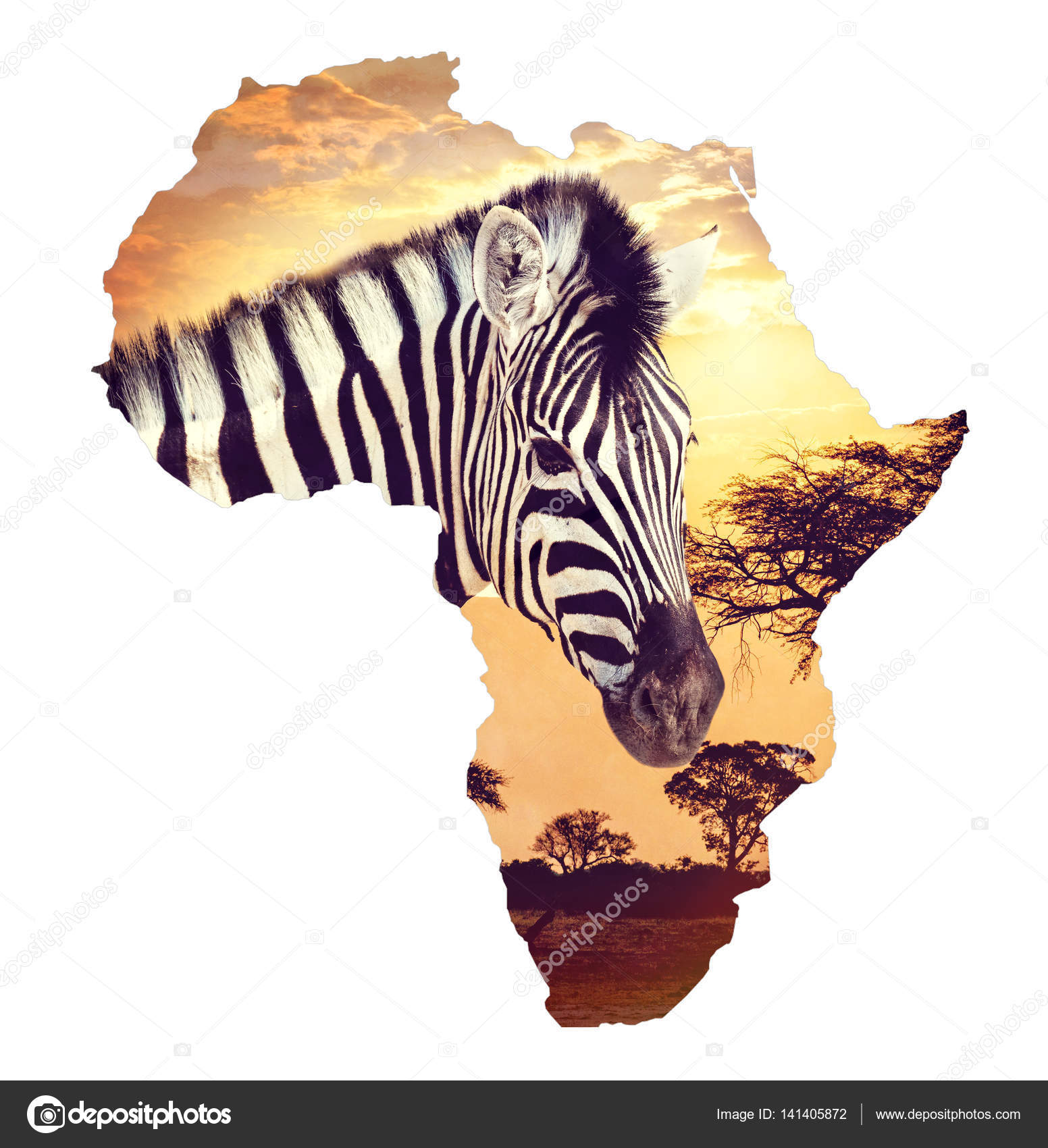 Zebra Portrat Auf Afrikanischem Sonnenuntergang Mit Akazienhintergrund Karte Kontinent Afrika Wildnis Und Wildniskarte Von Afrika Konzept Stockfotografie Lizenzfreie Fotos C Artush 141405872 Depositphotos