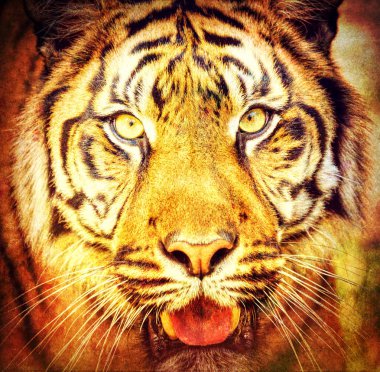 Sumatran Kaplanı, Panthera tigris sumatrae