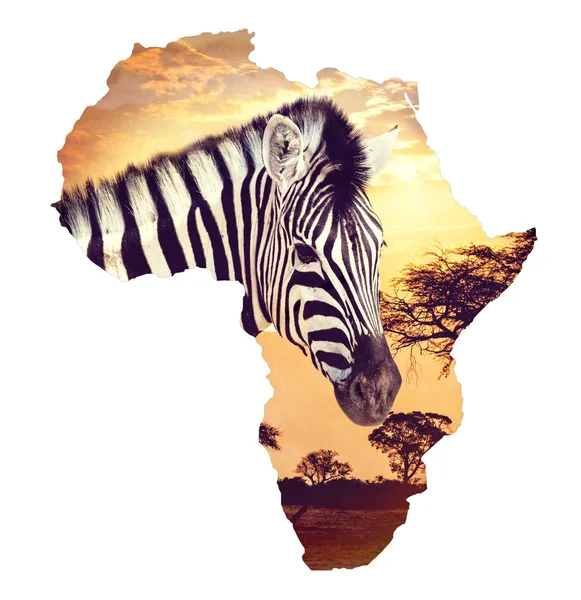 Zebra portret na afrykański zachód słońca z akacji tła. Mapa kontynentu Afryki. Dzikość i bezdroża mapę Afryki koncepcji — Zdjęcie stockowe