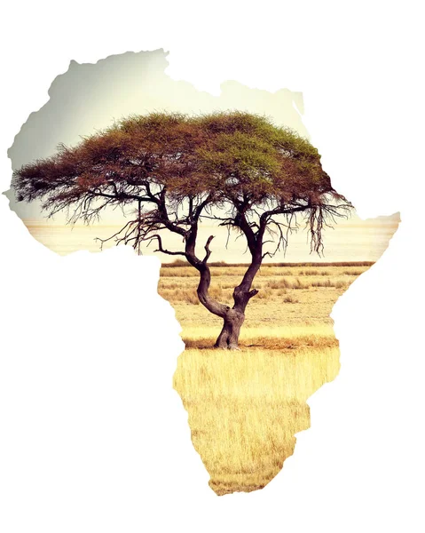 Karta över Afrika kontinenten koncept med acacia — Stockfoto