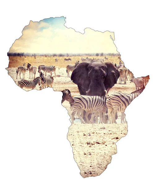 Mapa de África continente concepto, safari en el abrevadero con elefantes — Foto de Stock