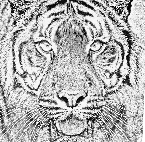 Szumátrai tigris, Panthera tigris sumatrae — Stock Fotó