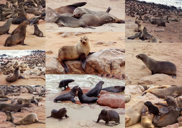 Raccolta di foca bruna - leoni marini Africa — Foto Stock