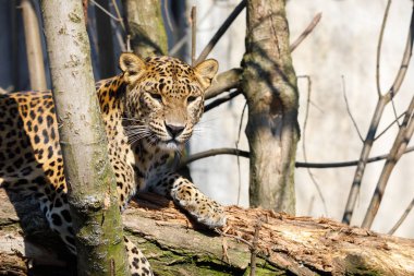 cejlon Sri Lanka parsı (Panthera pardus kotiya)