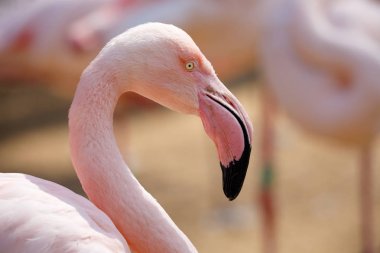 Gül flamingo (Phoenicopterus çevresi)