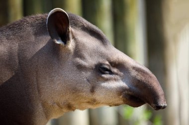 Güney Amerika tapiri (Tapirus terrestris)