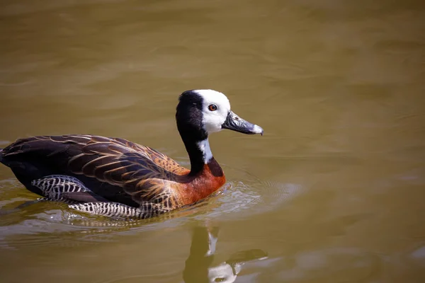 Pato silbante de cara blanca — Foto de Stock