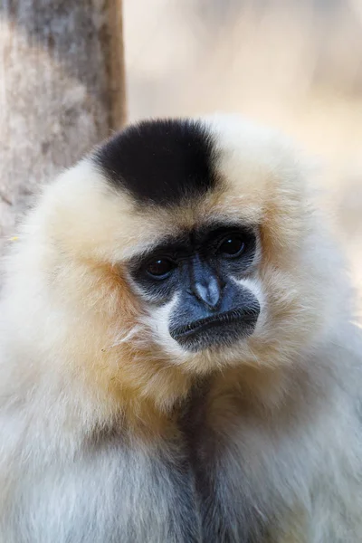 Primatte Gibão-de-faces-amarelas (Nomascus gabriellae ) — Fotografia de Stock