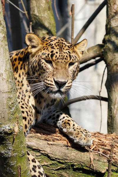 Cejlon Sri Lankan leopard, (Panthera pardus kotiya) — Stock Photo, Image