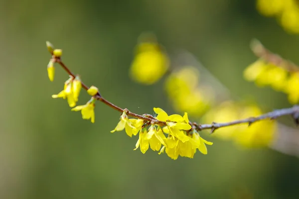Floração forthysia árvore na primavera — Fotografia de Stock