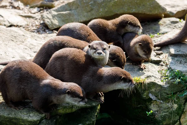 Familie van de Europese otter (Lutra lutra) — Stockfoto
