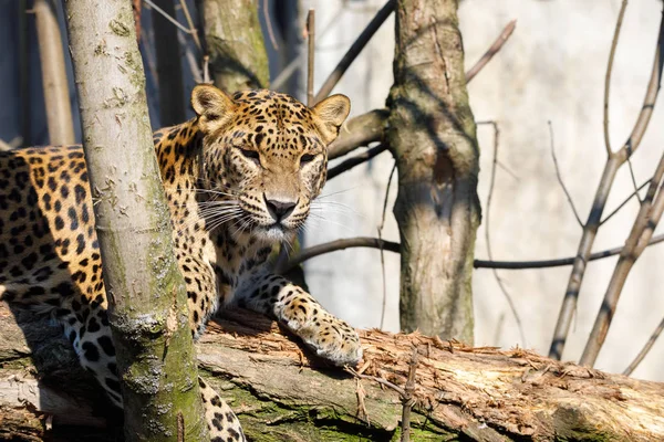 cejlon Sri Lankan leopard, (Panthera pardus kotiya)