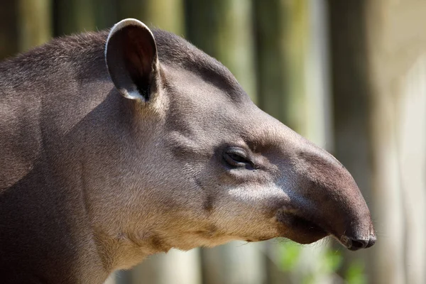 Dél-amerikai tapír (Tapirus terrestris)) — Stock Fotó
