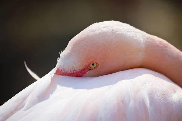 Odpočívající růže flamingo (Phoenicopterus roseus) — Stock fotografie