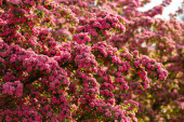 Картина, постер, плакат, фотообои "flowers pink hawthorn. tree pink hawthorn", артикул 148815389