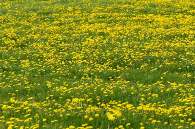 Karahindiba ilkbahar çayırı
