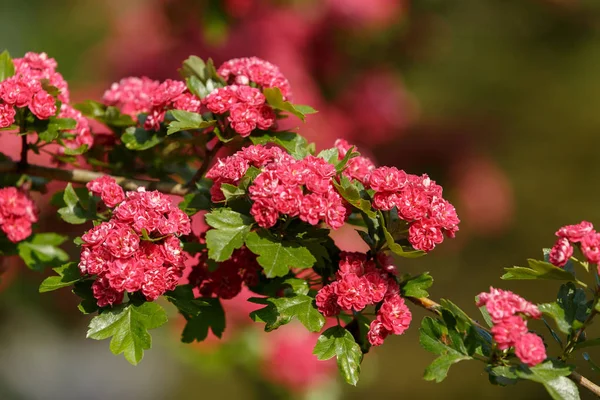 Flowers pink hawthorn. Tree pink hawthorn — Stock Photo, Image