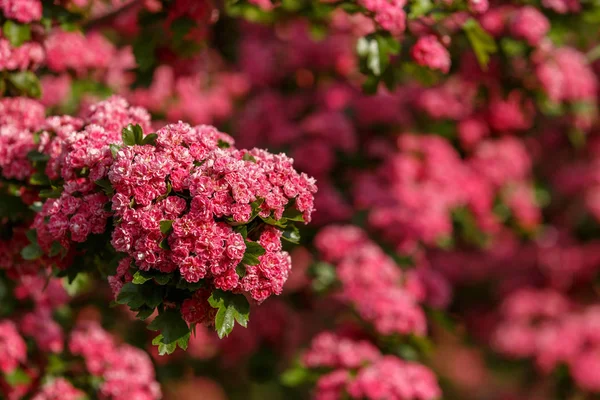Hawthorn ροζ λουλούδια. Ροζ δέντρο hawthorn — Φωτογραφία Αρχείου