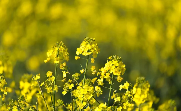 Campo de estupro amarelo na primavera — Fotografia de Stock