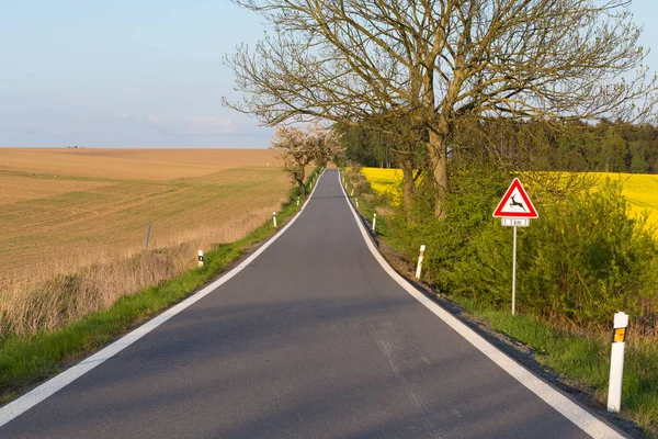 Road with trees in spring — Stock Photo, Image