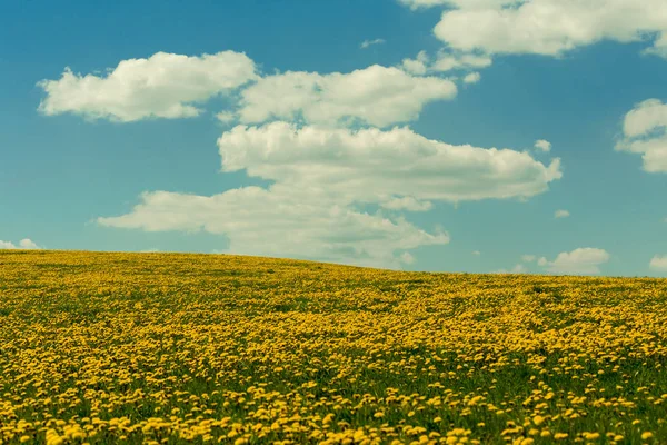 Flores de primavera dientes de león con cielo azul —  Fotos de Stock