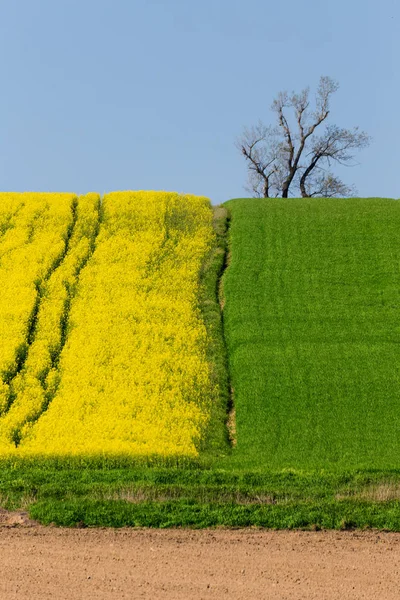 Жовте і зелене весняне поле в сільській місцевості — стокове фото