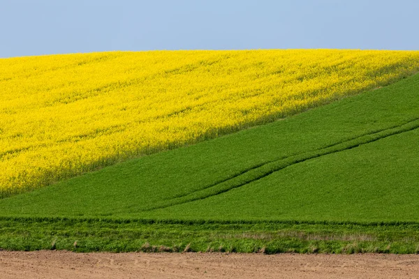 Campo de primavera amarelo e verde no campo — Fotografia de Stock