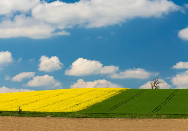 Gele en groene voorjaar veld — Stockfoto