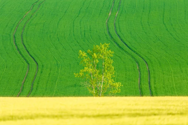 Campo primaverile giallo e verde — Foto Stock