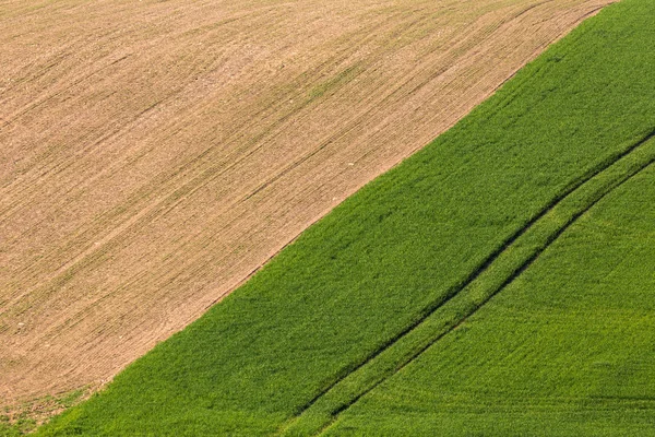 Campo primaverile giallo e verde — Foto Stock