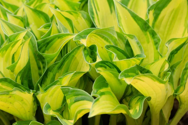 Lente groene bladeren plant voor achtergrond gebruik — Stockfoto