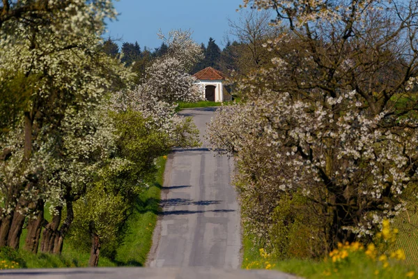 Estrada com beco de macieiras em flor — Fotografia de Stock