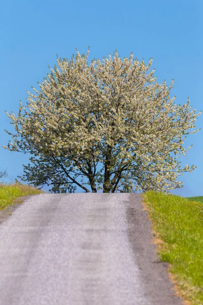 Rozkvetlý strom na silnici a na jaře — Stock fotografie