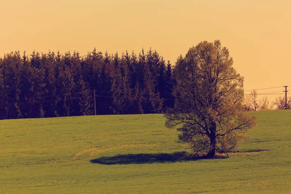Primavera paisagem com árvore tom de cor retro — Fotografia de Stock
