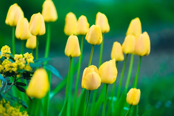 Yellow flower Tulip in garden — Stok fotoğraf