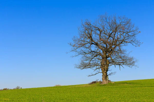 Alone spring tree on a green meadow with blue sky — Stock Photo, Image