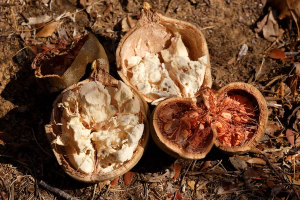 Broken baobab tree fruit and seeds, Madagascar — Stock Photo, Image