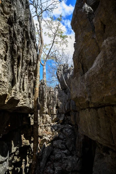 Formaciones rocosas Tsingy en Ankarana, Madagascar desierto —  Fotos de Stock