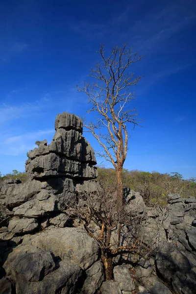 Formaciones rocosas Tsingy en Ankarana, Madagascar desierto — Foto de Stock