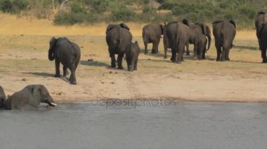 Afrika fili Afrika safari yaban hayatı ve wilderness