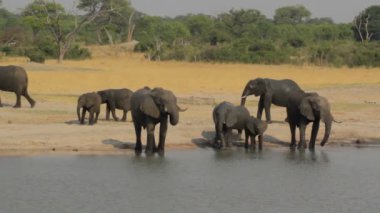 Afrika fili Afrika safari yaban hayatı ve wilderness